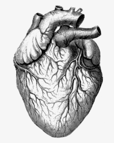 Anatomical Heart Illustration Png, Transparent Png, Free Download