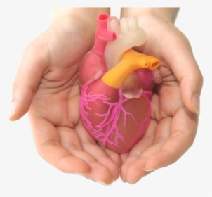 Provide Care For Roberta, A Patient With Heart Failure - Tissue Engineering Artificial Organs, HD Png Download, Free Download