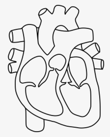 Clipart Heart Human - Human Heart Clipart Black And White, HD Png Download, Free Download