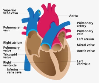 Detail Image Of Human Heart - Heart Image Detail, HD Png Download, Free Download