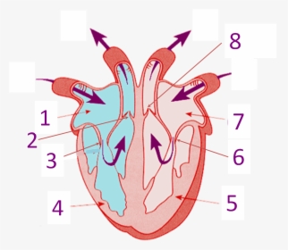 Heart Structure Without Label, HD Png Download, Free Download