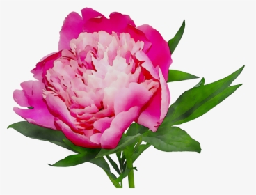 Pink Cut Shopping Peony Online White Flowers Clipart - Детей Пион, HD Png Download, Free Download