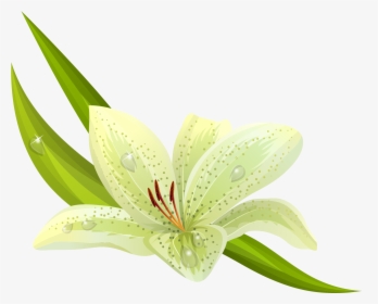 White Flowers Png Images - Flowers Png Color Green, Transparent Png, Free Download