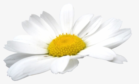 Camomile Flowers Png - Ромашкив Пнг, Transparent Png, Free Download