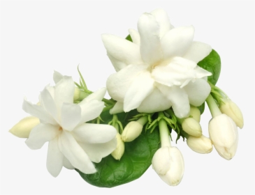 Gardenia Flowers Png Background - Transparent Background Jasmine Flower Png, Png Download, Free Download