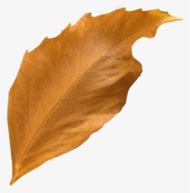 Transparent Autumn Leaf Png, Png Download, Free Download