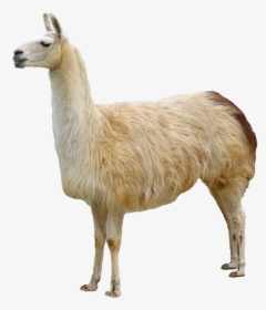 Llama Animal Domestication Bactrian Camel - Llama Png, Transparent Png, Free Download
