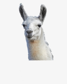 Llama Camel Alpaca Gift Animal - Llama Png Transparent, Png Download, Free Download