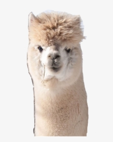 Largest Collection Of Free To Edit Alpaca@pineapple - Alpaca, HD Png Download, Free Download
