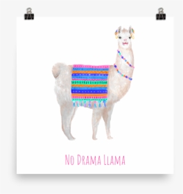 No Drama Llama Poster - Llama, HD Png Download, Free Download