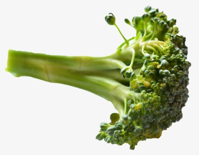 Broccoli Png Image Hd - Piece Of Broccoli Png, Transparent Png, Free Download