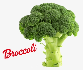 Broccoli Png Image - Amount Of Protein In 1 Broccoli, Transparent Png, Free Download