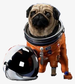 Transparent Space Helmet Png - Pug With Space Helmet, Png Download, Free Download