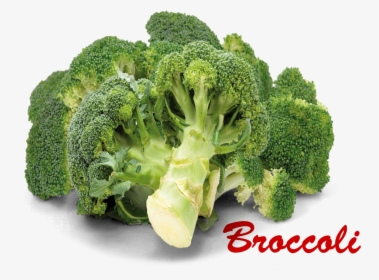 Broccoli Png Picture - Broccoli Images With Names, Transparent Png, Free Download