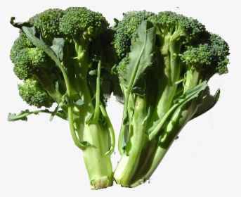 Broccoli Dsc00861 - Stems And Shoots Vegetables, HD Png Download, Free Download
