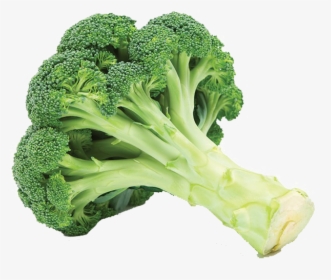 Green Broccoli Png Free Image Download - Broccoli A Vegetable, Transparent Png, Free Download