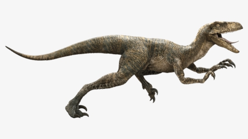 Velociraptor Png Hd - Raptor Dinosaur, Transparent Png, Free Download