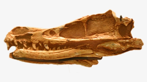 Velociraptor Mongoliensis Amnh-6515 - Velociraptor Mongoliensis Skull Amnh, HD Png Download, Free Download