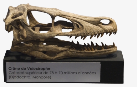 Velociraptor Skull Crâne - Velociraptor Skull, HD Png Download, Free Download