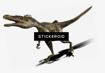 Velociraptor , Png Download - Dinosaur, Transparent Png, Free Download
