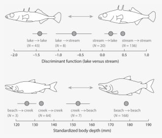 Diagram, HD Png Download, Free Download