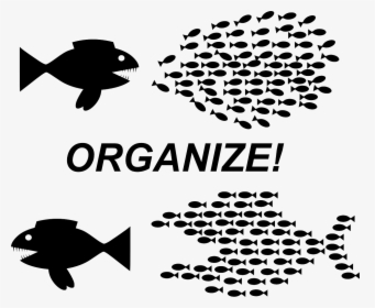 Organizing Fish, HD Png Download, Free Download