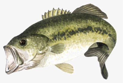 Fishing , Png Download - Largemouth Bass Png, Transparent Png, Free Download