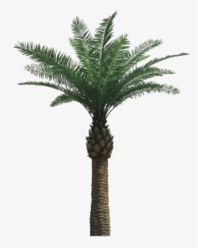 Real Palm Tree Png, Transparent Png, Free Download