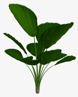Tropical, Plant, Green, Nature, Leaves, Bloom, Flowers - Tropical Plant Transparent Png, Png Download, Free Download