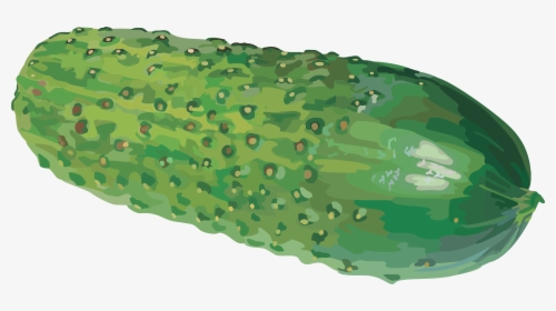 Cucumber Png Image - Cucumber Клипарт, Transparent Png, Free Download
