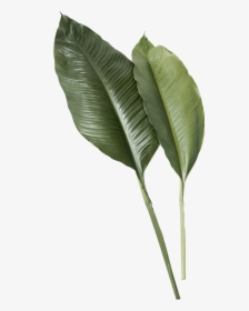 Transparent Banana Leaf Png - Real Tropical Leaves Png, Png Download, Free Download