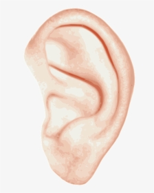 Left, Ear, Hear, Human, Biology, Conch, Cup, Auricle - Girls Ear Png, Transparent Png, Free Download