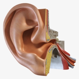 Ear Png Photo - Ear Institute, Transparent Png, Free Download