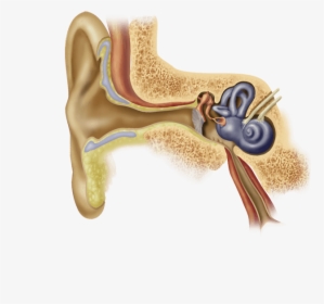 Ear Anatomy Ear Wax, HD Png Download, Free Download