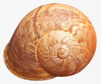 Shell Png Transparent Image - Shell Png, Png Download, Free Download