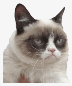 Grumpy Cat I Dare You - Hate Everything Grumpy Cat, HD Png Download, Free Download