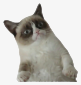 Transparent Funny Cat Png - Grumpy Cat Transparent Background, Png Download, Free Download