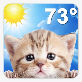 Grumpy Cat Png, Transparent Png, Free Download