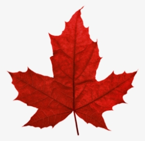 Transparent Maple Leaf Png - Transparent Maple Leaf, Png Download, Free Download