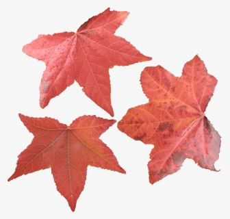 Maple Leaf Png Picture - Maple Leaves, Transparent Png, Free Download