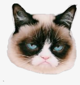 #grumpycat #grump #grumpy #cats #sticker - Return To Work After Holiday, HD Png Download, Free Download