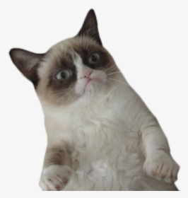 #grumpycat - Grumpy Cat Transparent Background, HD Png Download, Free Download