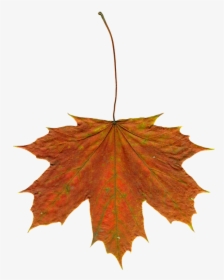 Autumn Clipart Leaves, HD Png Download, Free Download