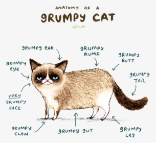 Anatomy Of A Grumpy Cat - Grumpy Cat Anatomy, HD Png Download, Free Download