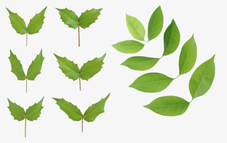 Green Leaves, HD Png Download, Free Download