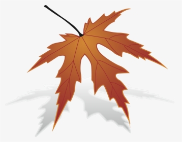 Japanese Maple, HD Png Download, Free Download