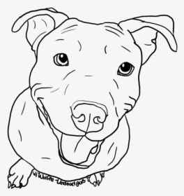 American Pit Bull Terrier Puppy Drawing Line Art - Coloring Pages Of Pitbulls, HD Png Download, Free Download