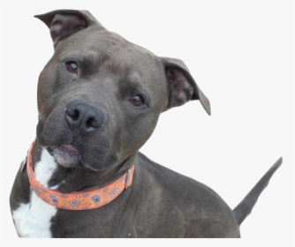 American Staffordshire Terrier Hd Png Download Kindpng