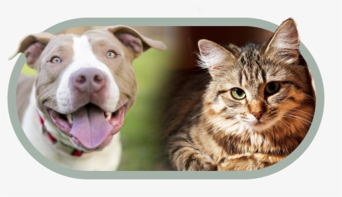 Transparent Pitbull Dog Png - Cat, Png Download, Free Download