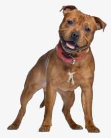 Staffordshire Bull Terrier, HD Png Download, Free Download